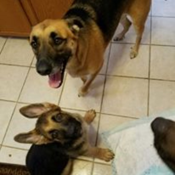 Meet your Posher, Priscilla - Picture 5 of 6